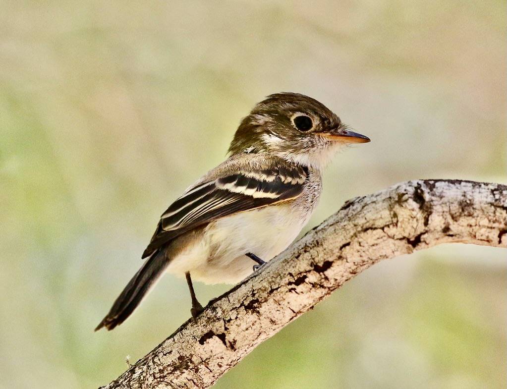Least Flycatcher by tombenson76 is licensed under CC BY-NC-ND 2.0.